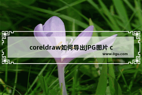 coreldraw如何导出JPG图片 coreldraw导出JPG图片的方法