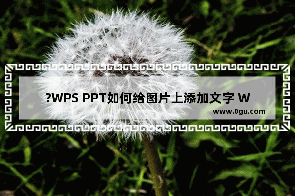 ?WPS PPT如何给图片上添加文字 WPS演示文稿在图片上写字的方法教程