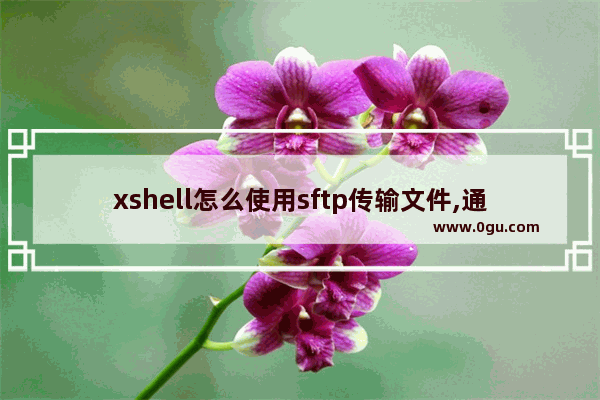 xshell怎么使用sftp传输文件,通过xshell传输文件