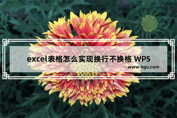 excel表格怎么实现换行不换格 WPS excel表格实现换行不换格的方法