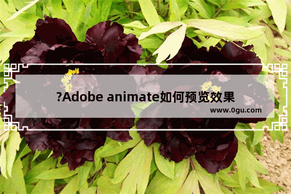 ?Adobe animate如何预览效果 An中预览动画效果的方法教程