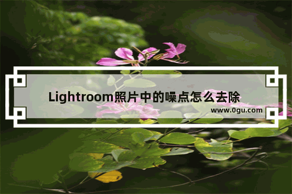 Lightroom照片中的噪点怎么去除 lightroom去除照片中噪点的方法