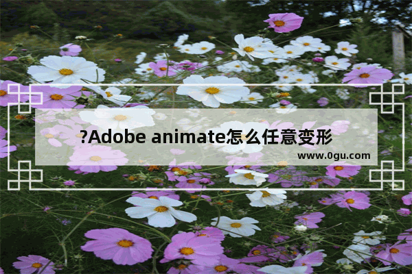 ?Adobe animate怎么任意变形图形 An中使用任意变形工具的方法教程