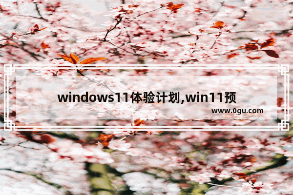 windows11体验计划,win11预览体验计划选哪个渠道