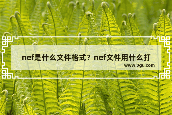 nef是什么文件格式？nef文件用什么打开？