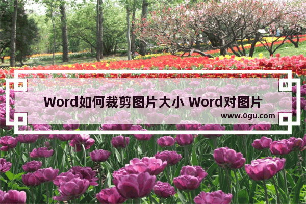 Word如何裁剪图片大小 Word对图片进行大小裁剪的方法