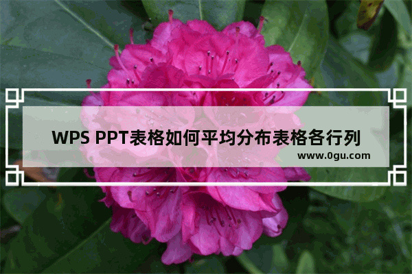 WPS PPT表格如何平均分布表格各行列 WPS PPT表格中平均分布各行各列的方法