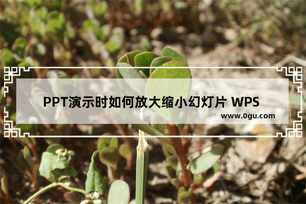 PPT演示时如何放大缩小幻灯片 WPS PPT演示时放大缩小幻灯片的方法