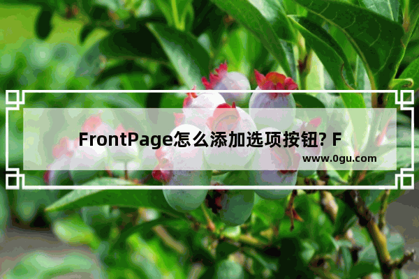 FrontPage怎么添加选项按钮? FrontPage选项按钮添加方法