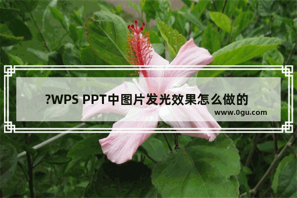 ?WPS PPT中图片发光效果怎么做的 WPS演示文稿中设置图片发光效果的方法教程