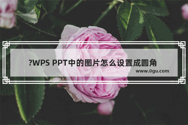 ?WPS PPT中的图片怎么设置成圆角 WPS演示文稿中将图片变为圆角效果的方法教程