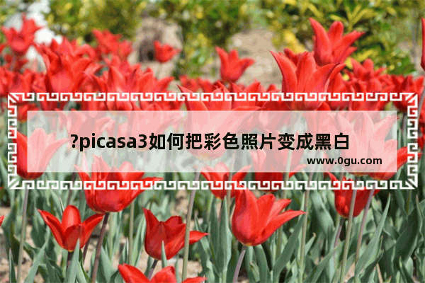 ?picasa3如何把彩色照片变成黑白 ?picasa3把彩色照片变成黑白的方法