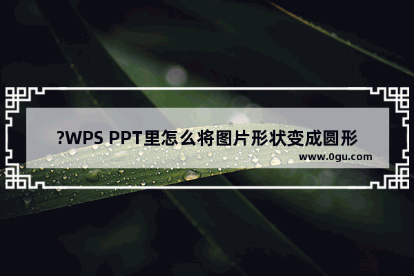 ?WPS PPT里怎么将图片形状变成圆形 WPS演示文稿中让图片形状弄成圆形的方法教程