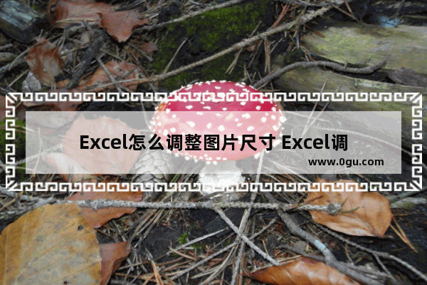 Excel怎么调整图片尺寸 Excel调整图片尺寸的方法