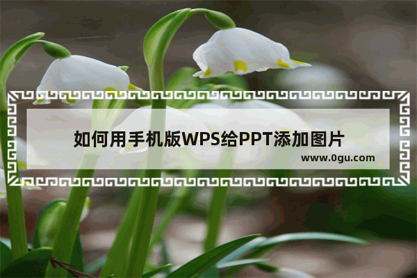 如何用手机版WPS给PPT添加图片