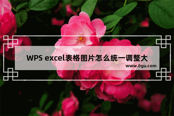 WPS excel表格图片怎么统一调整大小 WPS excel统一修改表格中图片大小的方法