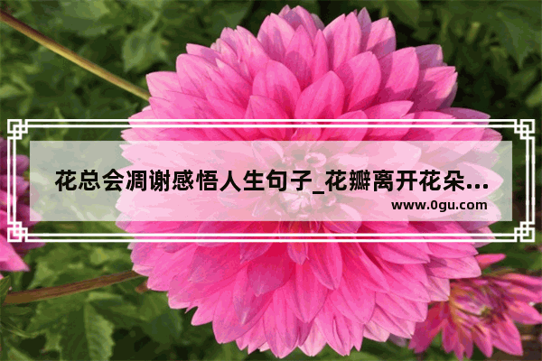 花总会凋谢感悟人生句子_花瓣离开花朵的伤感的句子