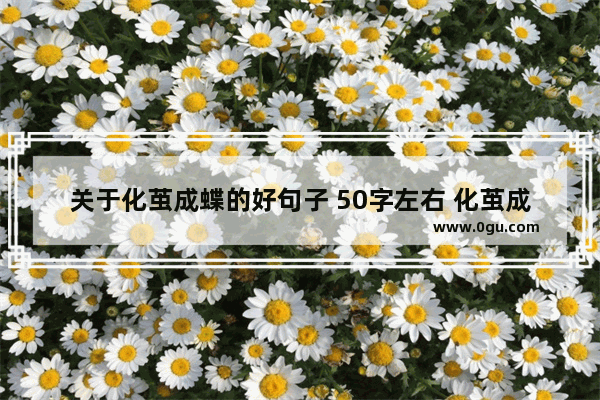 关于化茧成蝶的好句子 50字左右 化茧成蝶的唯美句子