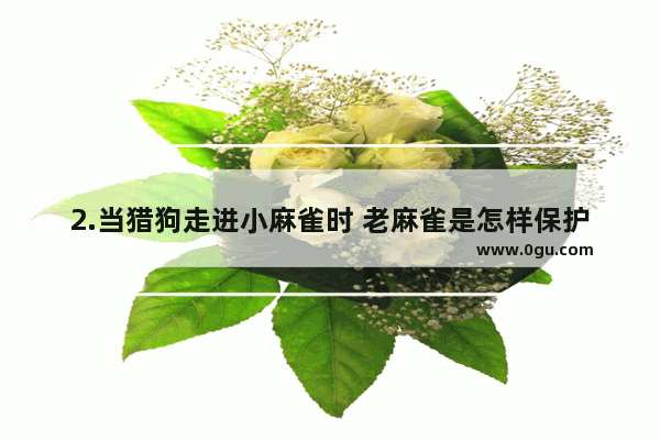 2.当猎狗走进小麻雀时 老麻雀是怎样保护小麻雀的？用“~~”画出文中有关语句 互相保护爱情的句子