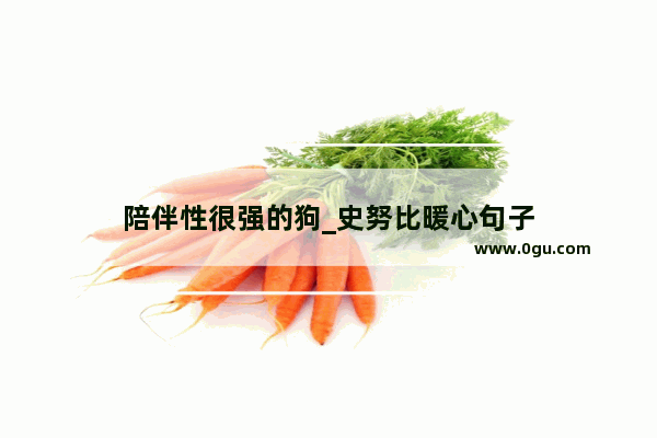 陪伴性很强的狗_史努比暖心句子