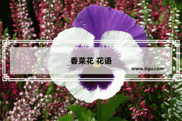 香菜花 花语