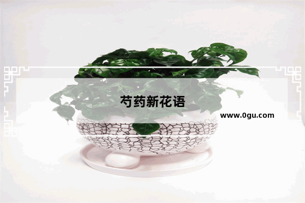 芍药新花语