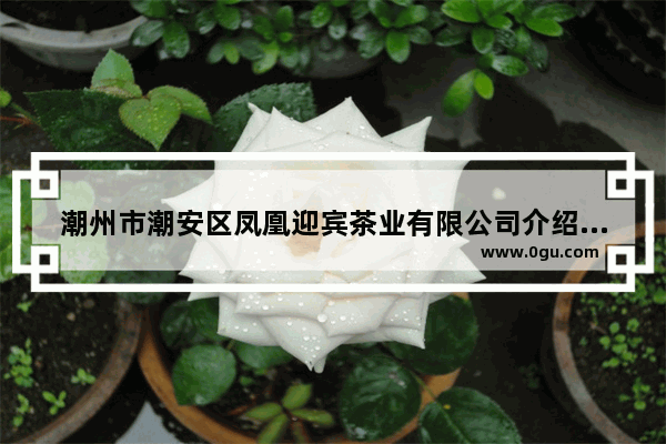 潮州市潮安区凤凰迎宾茶业有限公司介绍_我国最大的碗和盘子生产基地