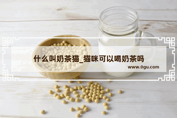 什么叫奶茶猫_猫咪可以喝奶茶吗