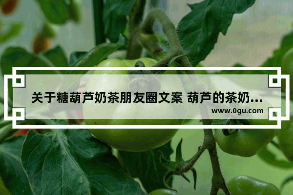 关于糖葫芦奶茶朋友圈文案 葫芦的茶奶茶店是加盟的吗