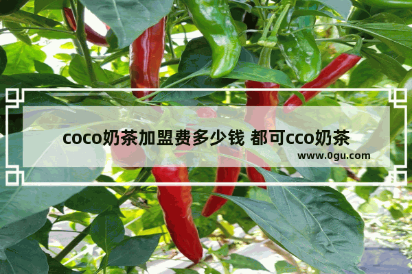 coco奶茶加盟费多少钱 都可cco奶茶加盟费,coco郑州奶茶加盟费