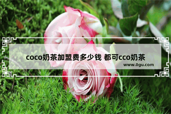 coco奶茶加盟费多少钱 都可cco奶茶加盟费 coco都可奶茶店加盟