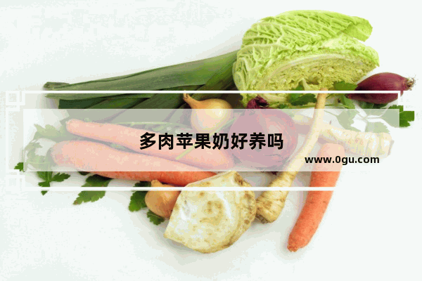 多肉苹果奶好养吗