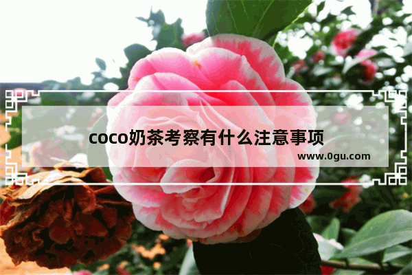 coco奶茶考察有什么注意事项