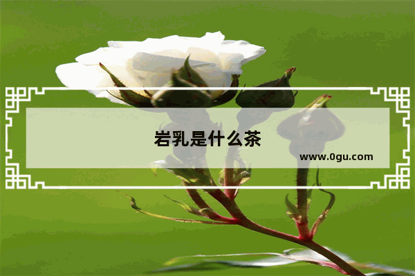 岩乳是什么茶