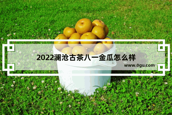 2022澜沧古茶八一金瓜怎么样