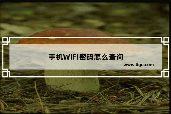 手机WIFI密码怎么查询