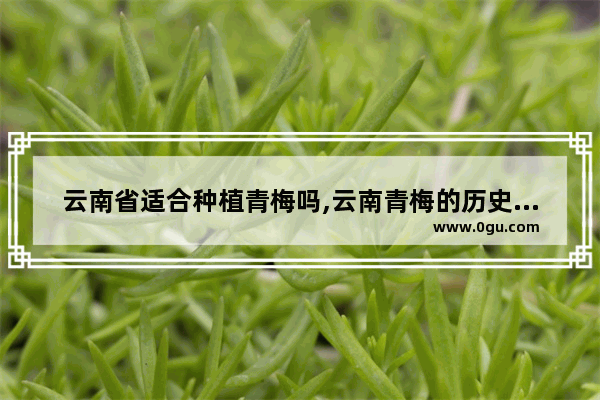 云南省适合种植青梅吗,云南青梅的历史文化