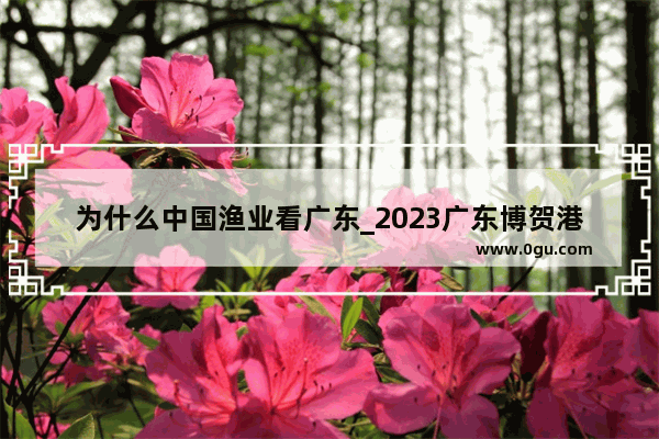 为什么中国渔业看广东_2023广东博贺港开渔节是哪天