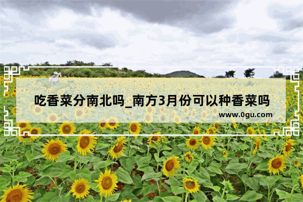 吃香菜分南北吗_南方3月份可以种香菜吗