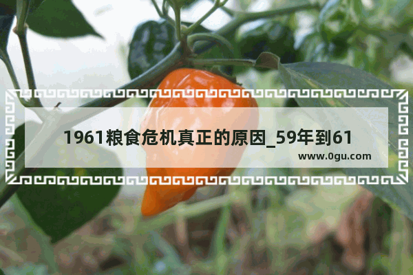 1961粮食危机真正的原因_59年到61年粮食到哪去了