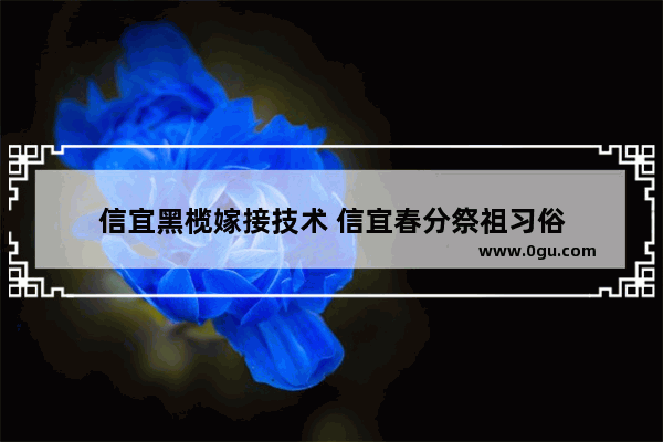 信宜黑榄嫁接技术 信宜春分祭祖习俗