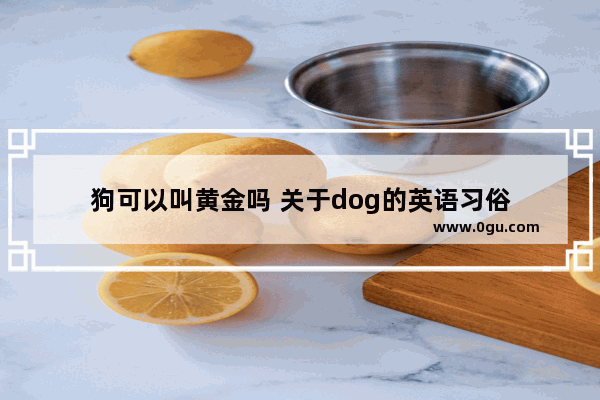 狗可以叫黄金吗 关于dog的英语习俗