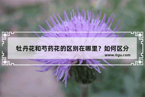 牡丹花和芍药花的区别在哪里？如何区分