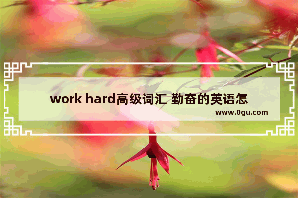 work hard高级词汇 勤奋的英语怎么说