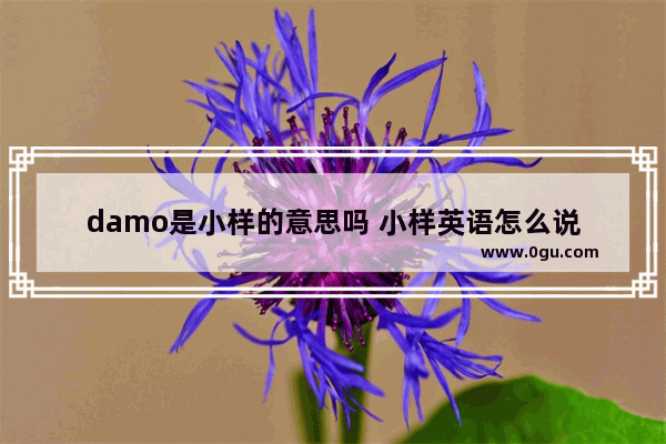 damo是小样的意思吗 小样英语怎么说