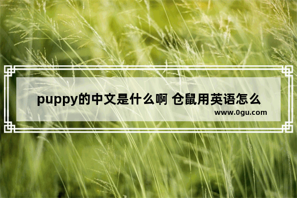 puppy的中文是什么啊 仓鼠用英语怎么说