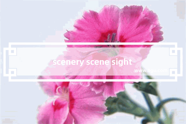 scenery scene sight 区别