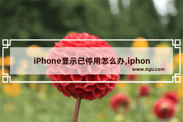 iPhone显示已停用怎么办,iphone停用怎么办