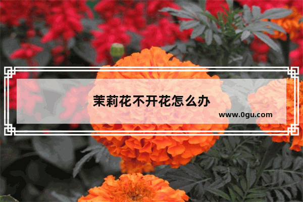 茉莉花不开花怎么办