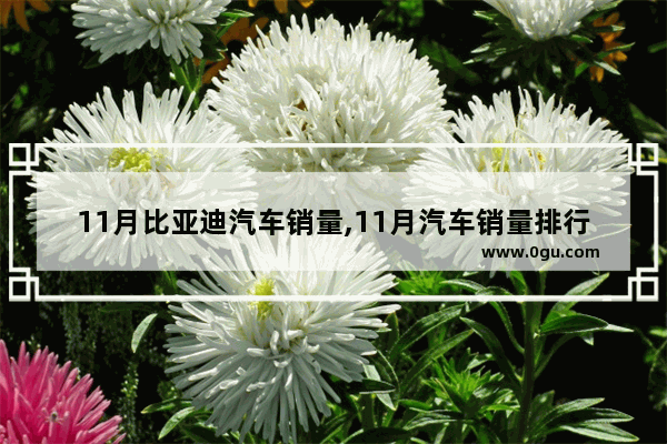 11月比亚迪汽车销量,11月汽车销量排行榜byd